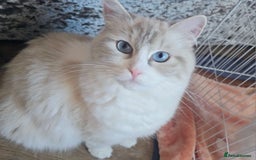 Ragdoll cats for sale:  4 Ragdoll kittens looking for loving homes - Image 9