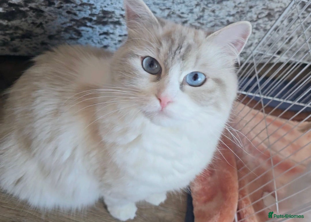 Ragdoll cats for sale:  4 Ragdoll kittens looking for loving homes - Image 9