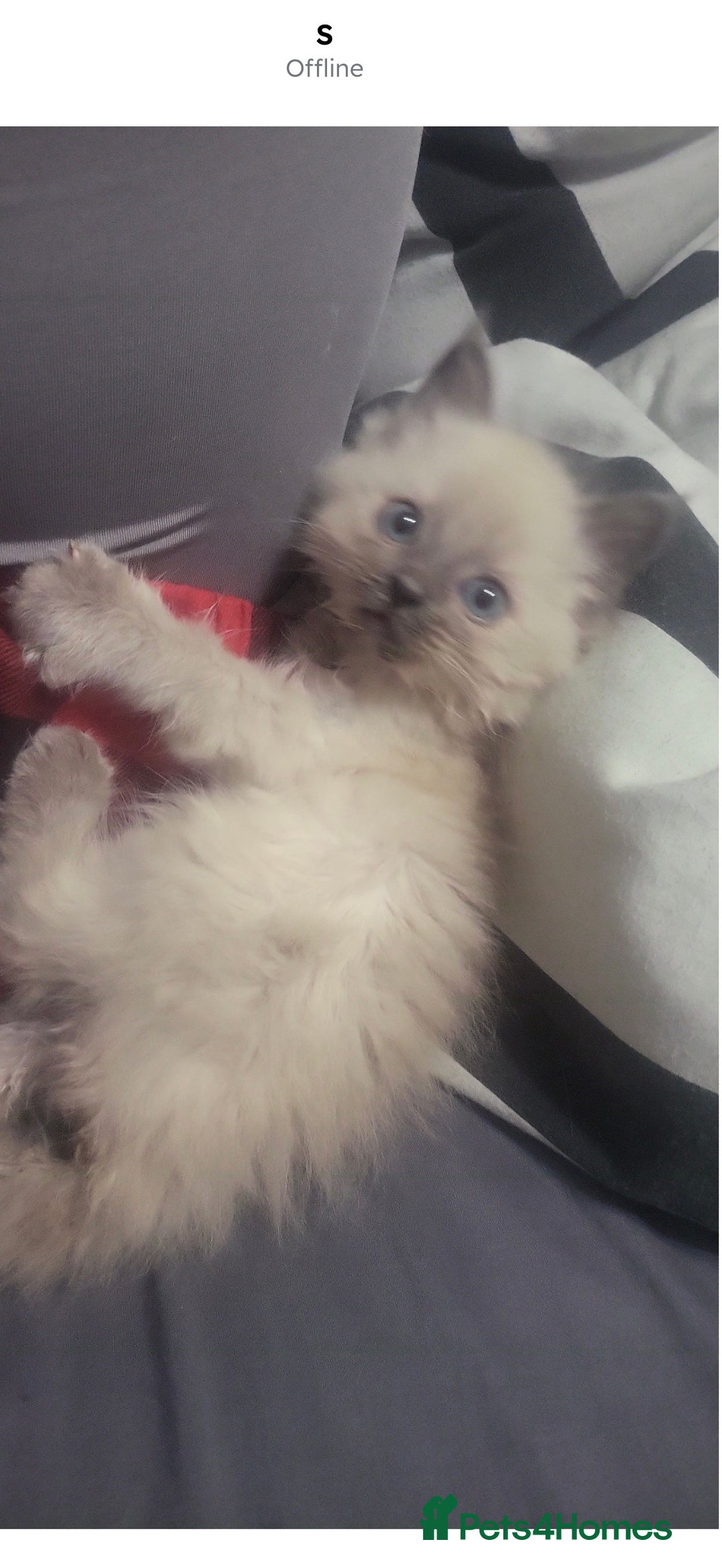 Ragdoll cats for sale: Ragdoll baby - Advert 5