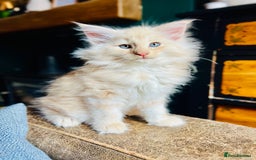 Norwegian Forest Cat cats for sale: Full FIFe pedigree Norwegian Forest Kittens  in Normanton - Image 6