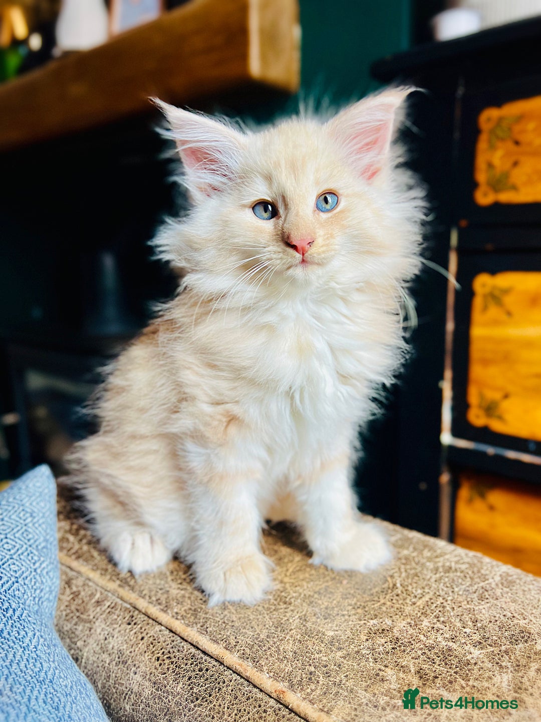 Norwegian Forest Cat cats for sale: Full FIFe pedigree Norwegian Forest Kittens  in Normanton - Image 6