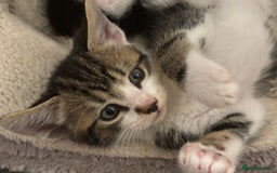 Domestic Shorthair cats for sale: Beautiful friendly Kittens  - Image 7