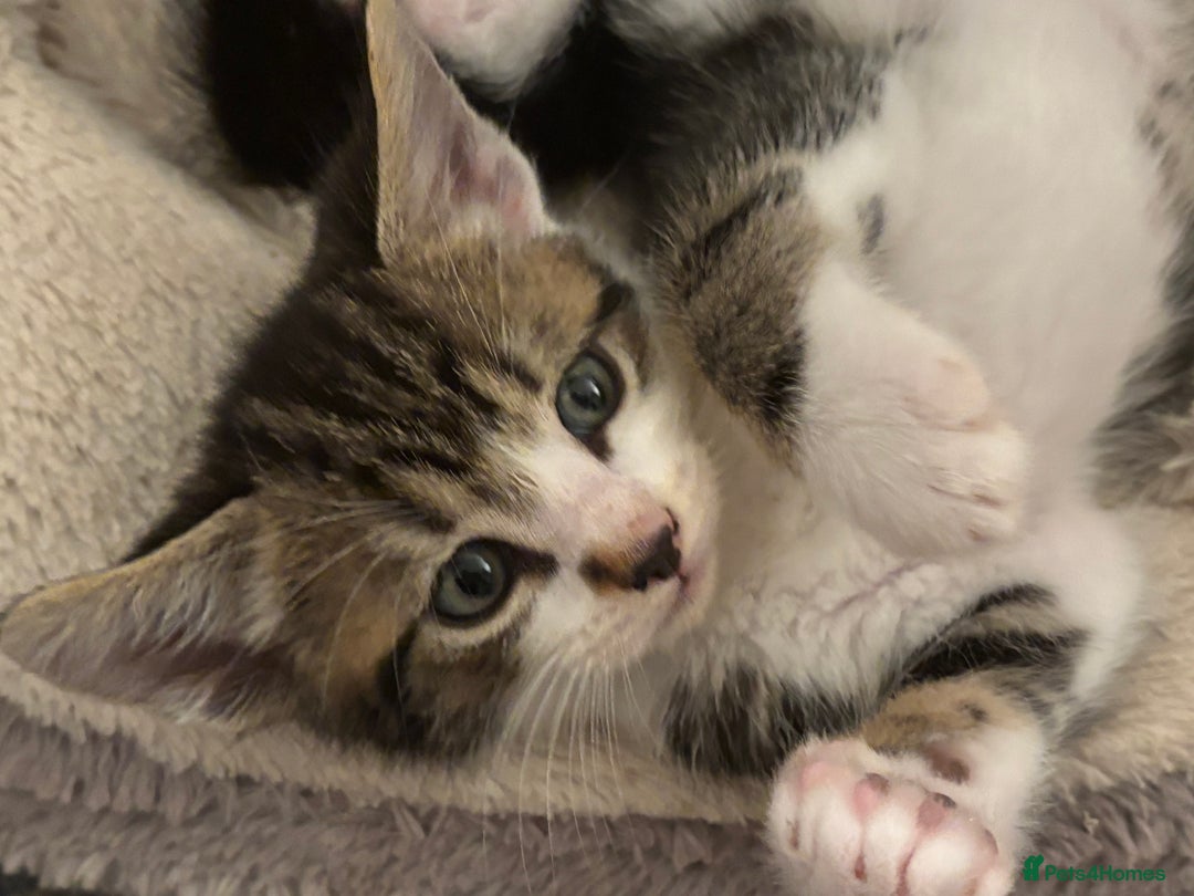 Domestic Shorthair cats for sale: Beautiful friendly Kittens  - Image 7