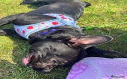 Frug dogs for sale: Female frug - Image 12