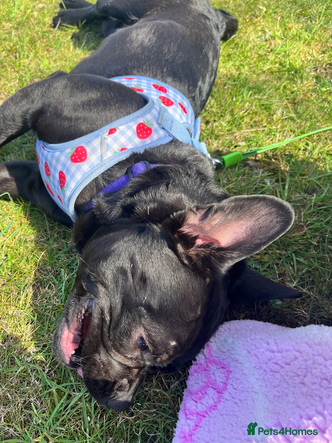 Frug dogs for sale: Female frug - Image 12