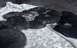 German Shepherd dogs for sale: German shepherd  - Image 4