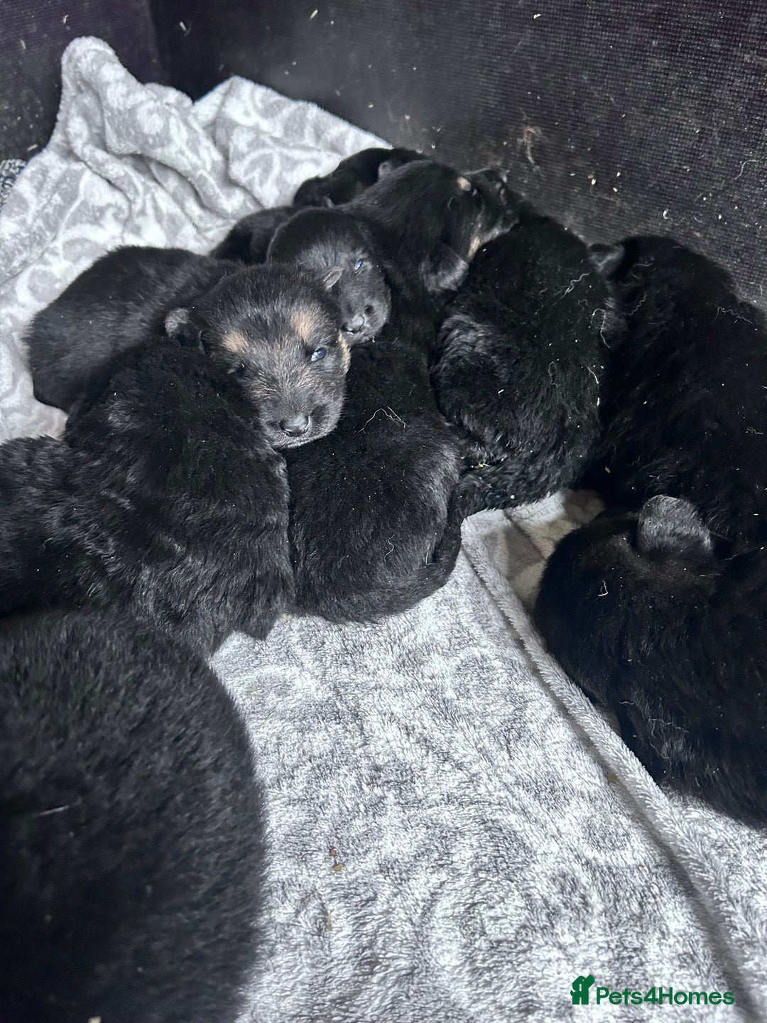German Shepherd dogs for sale: German shepherd  - Image 4