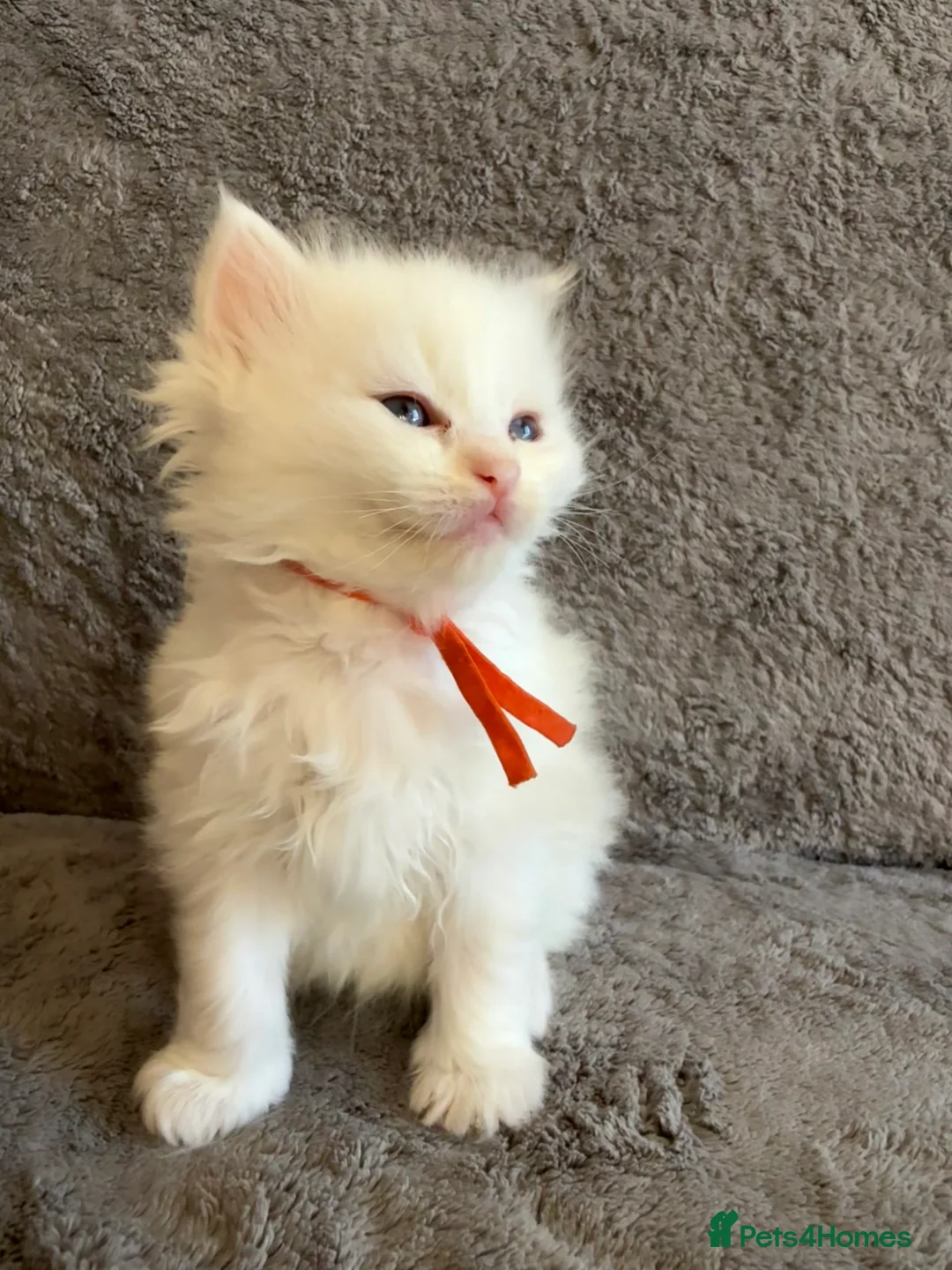 Ragdoll cats for sale: 2 Genetic tested pure Ragdoll Tortie Girl’s Ready - Advert 8