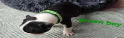 Boston Terrier dogs for sale: ⭐️KC registered beautiful Boston terrier puppies - Advert 38