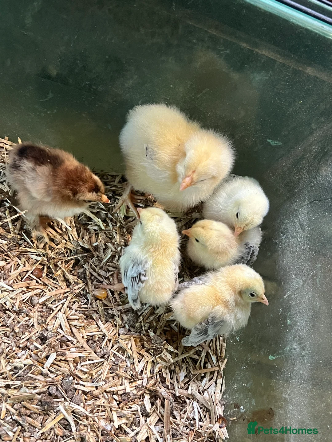 Mixed Breed livestock for sale: Mother with 7 chicks for sale  - Advert 4