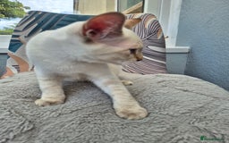 Snowshoe cats for sale:  pedigree Tica reg  snowshoes  READY NOW - Image 25