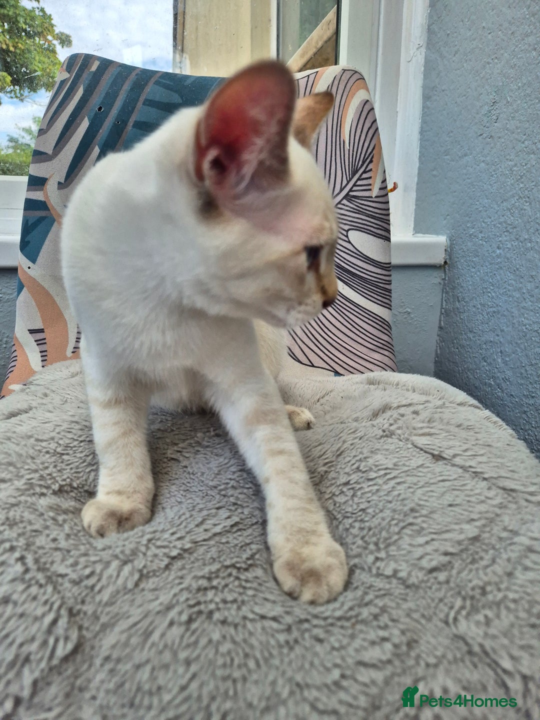 Snowshoe cats for sale:  pedigree Tica reg  snowshoes  READY NOW - Image 25