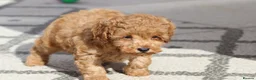 Cavapoochon dogs for sale: Cavapoochon puppies for sale Fox Red  - Advert 17