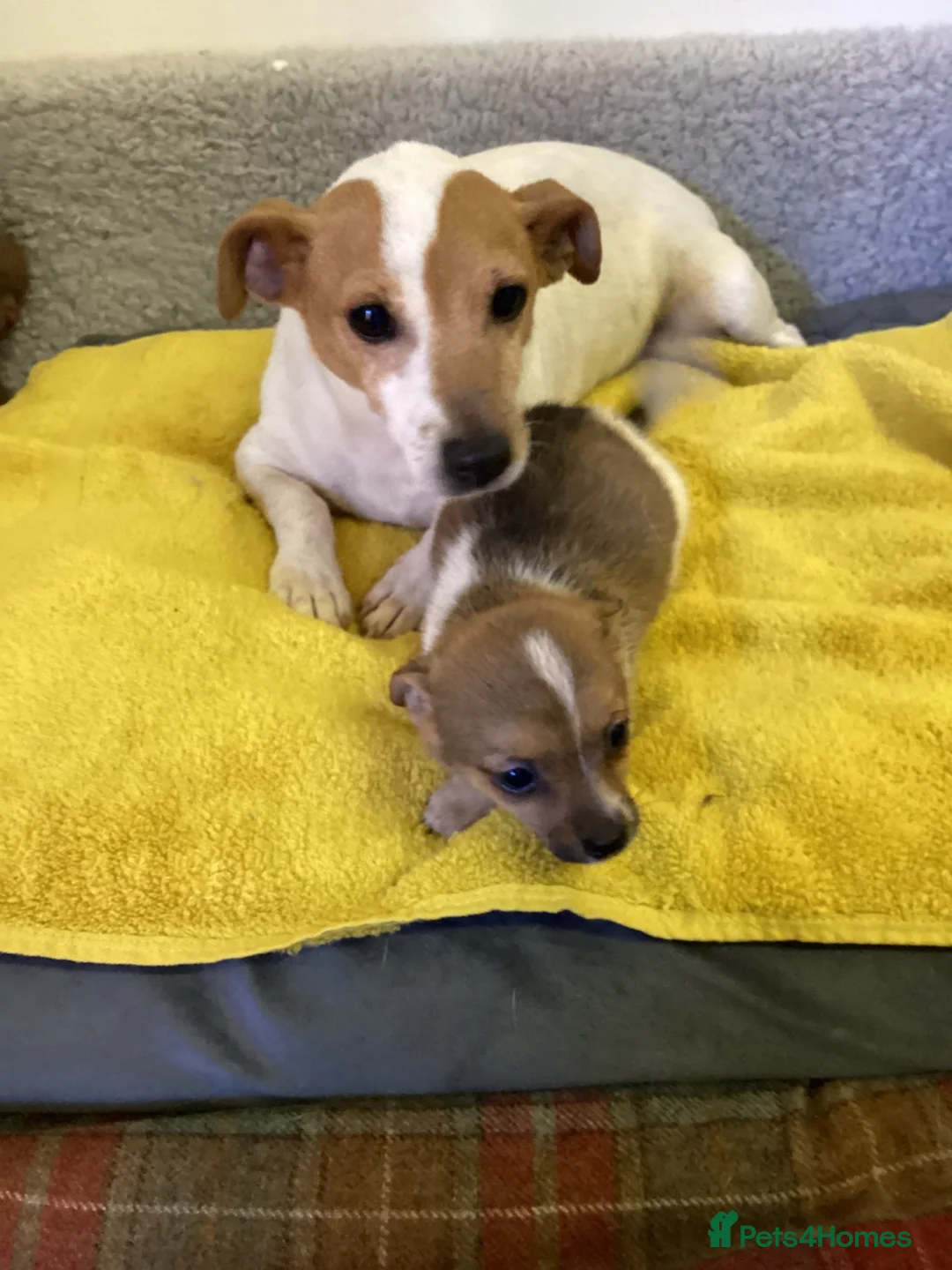 Mixed Breed dogs for sale: Jack Pom  - Advert 8