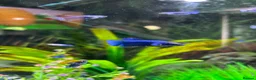 Bettas fish for sale: Mixed betta fish  - Advert 33