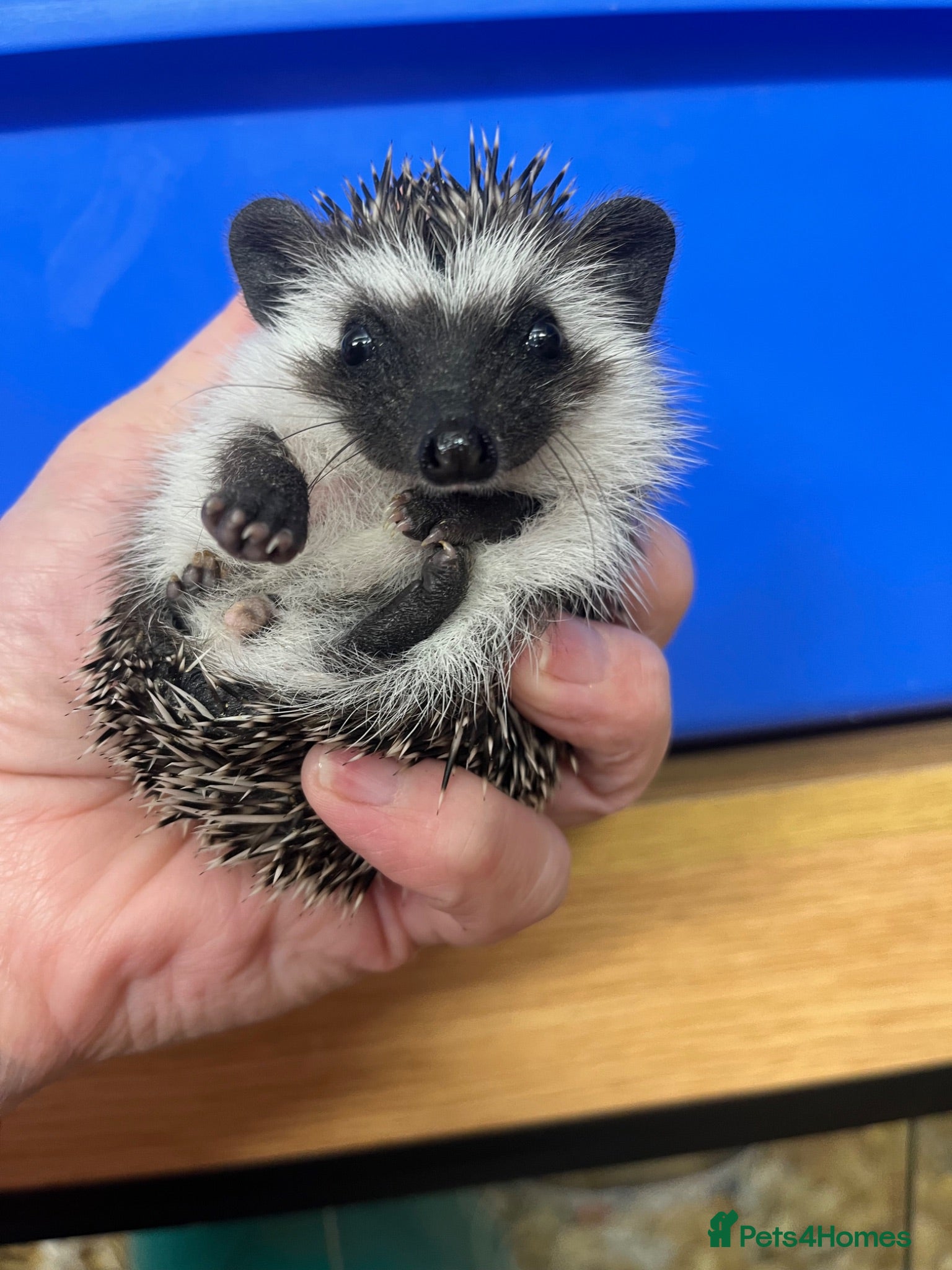 Pygmy Hedgehog rodents Super litter of hoglets seeks 5* homes  - Advert 2