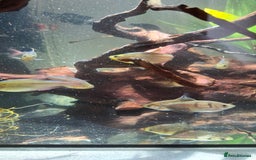 Tetras fish for sale: Tropical fish - Image 2