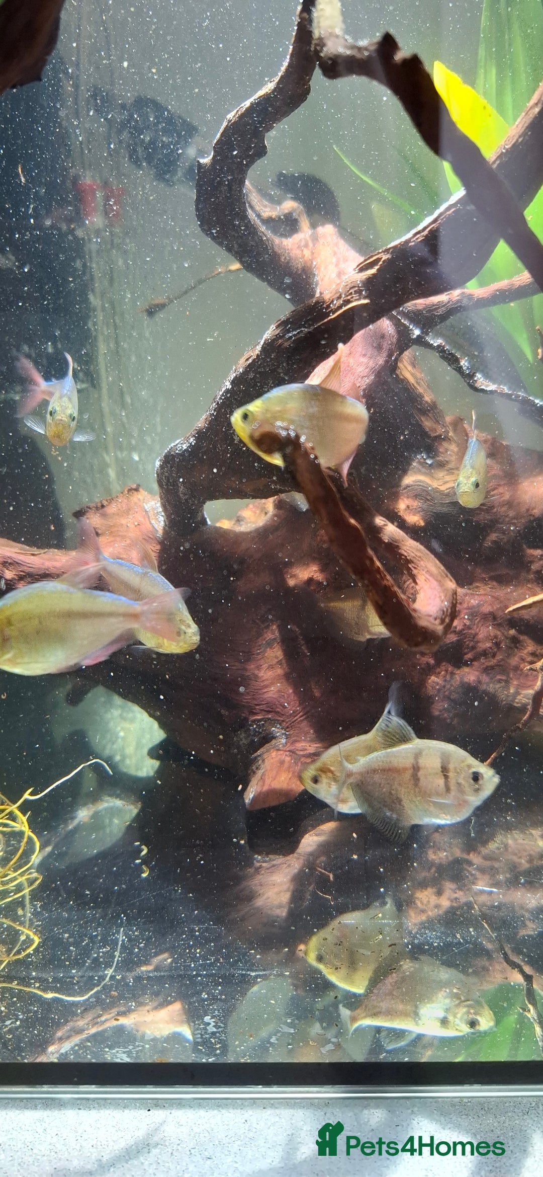 Tetras fish for sale: Tropical fish - Image 2