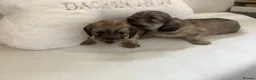 Miniature Dachshund dogs for sale: Shaded Cream  - Advert 5