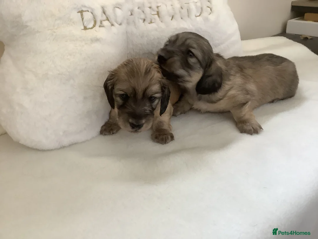 Miniature Dachshund dogs for sale: Shaded Cream  - Advert 5