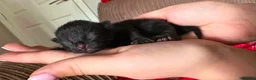 Domestic Shorthair cats for sale: Two kittens available for forever homes.  in Hereford - Advert 3