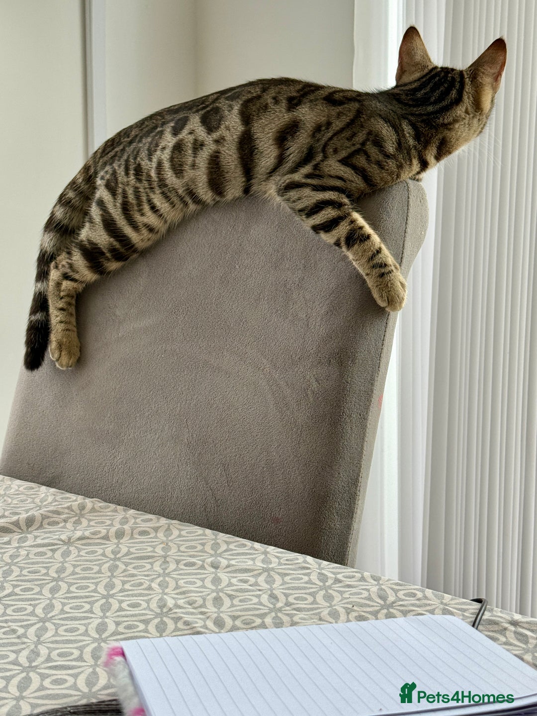 Bengal cats for sale: 6 month old half bengal kitten  - Advert 2