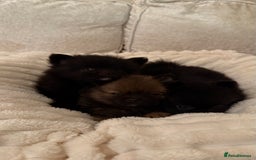 Pomeranian dogs for sale: 🐾 KC Registered Pomeranian Puppies 🐾 - Image 7