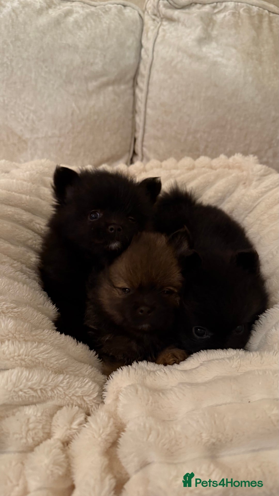 Pomeranian dogs for sale: 🐾 KC Registered Pomeranian Puppies 🐾 - Image 7