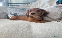 Miniature Dachshund dogs for sale: Minature dachshund  - Image 4