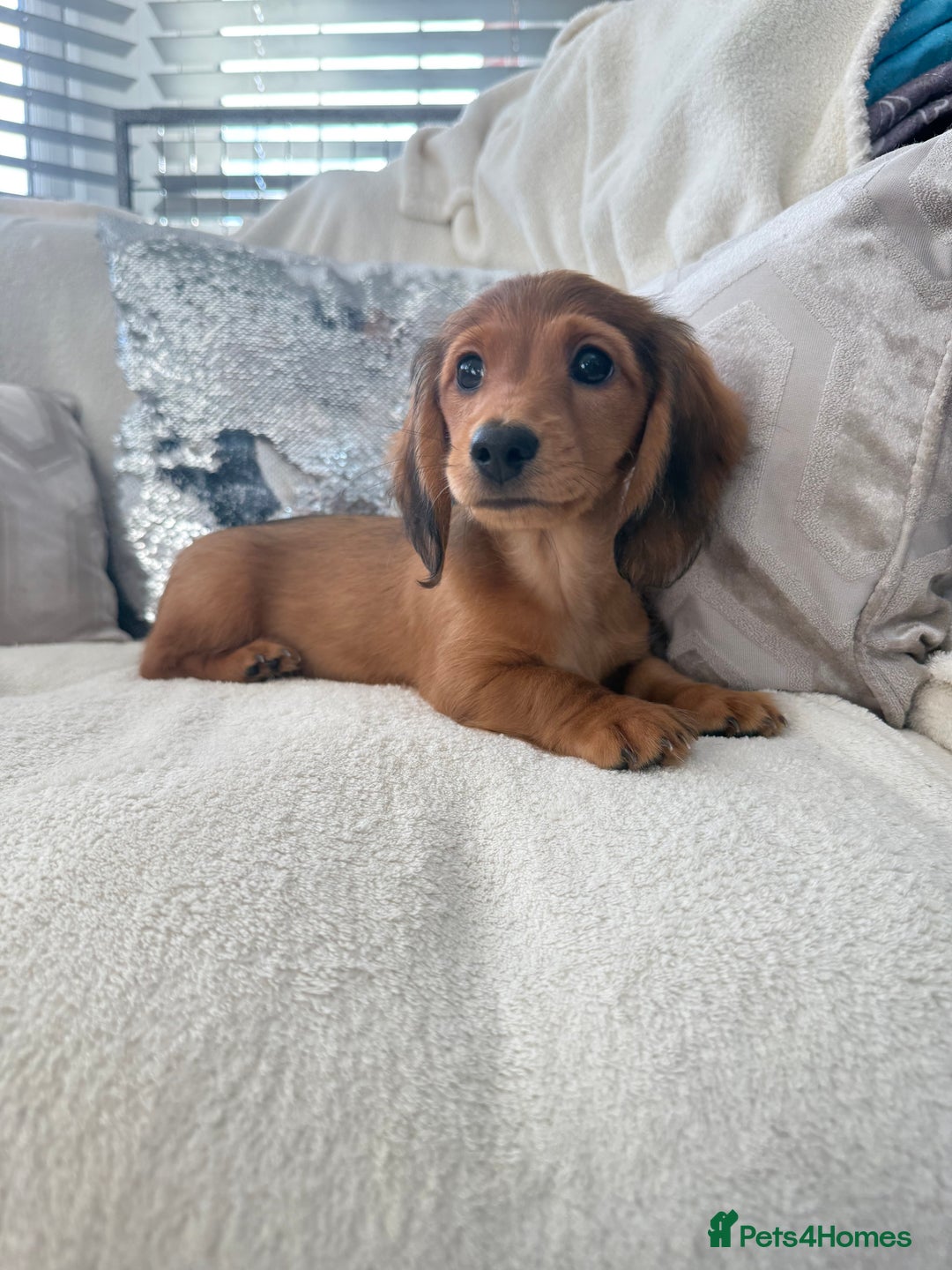 Miniature Dachshund dogs for sale: Minature dachshund  - Image 4