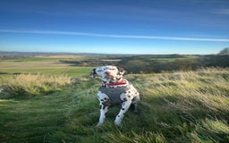 Dalmatian dogs for sale: Male Dalmatian  - Advert 3