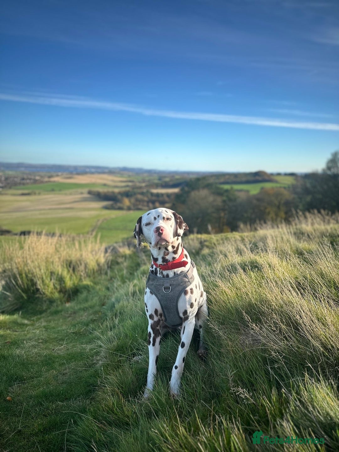 Dalmatian dogs for sale: Male Dalmatian  - Advert 3