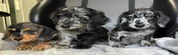 Mixed Breed dogs for sale: Fully vax READY NOW DOXIEPOO HEALTH TESTED PARENTS - Advert 12