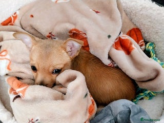 Mixed Breed dogs - Advert 8