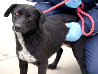 Mixed Breed dogs 🐾 BENJI - Lurcher Type Boy Ready to Belong ❤️ - Advert 1