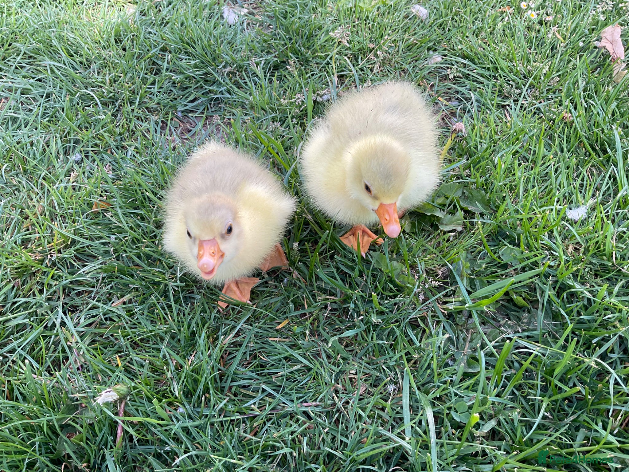 Geese poultry 2 x Emden Goslings For Sale - Advert 1