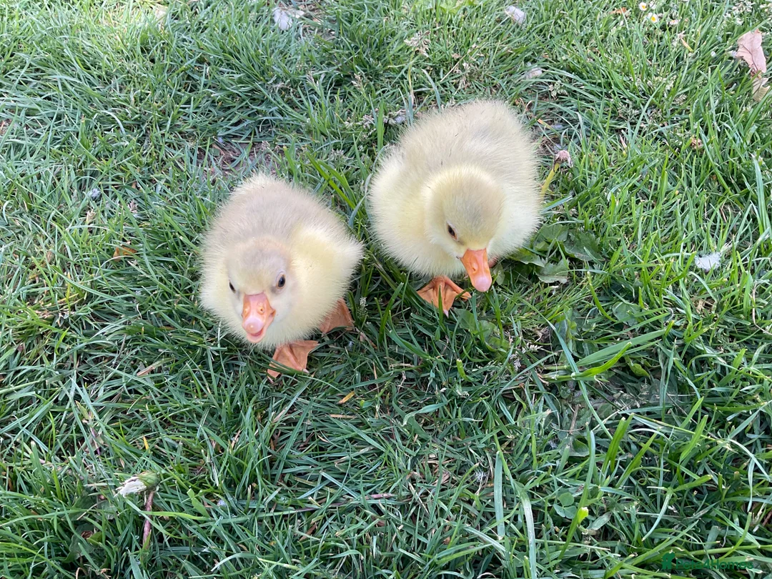 Geese poultry for sale: 2 x Emden Goslings For Sale - Advert 1