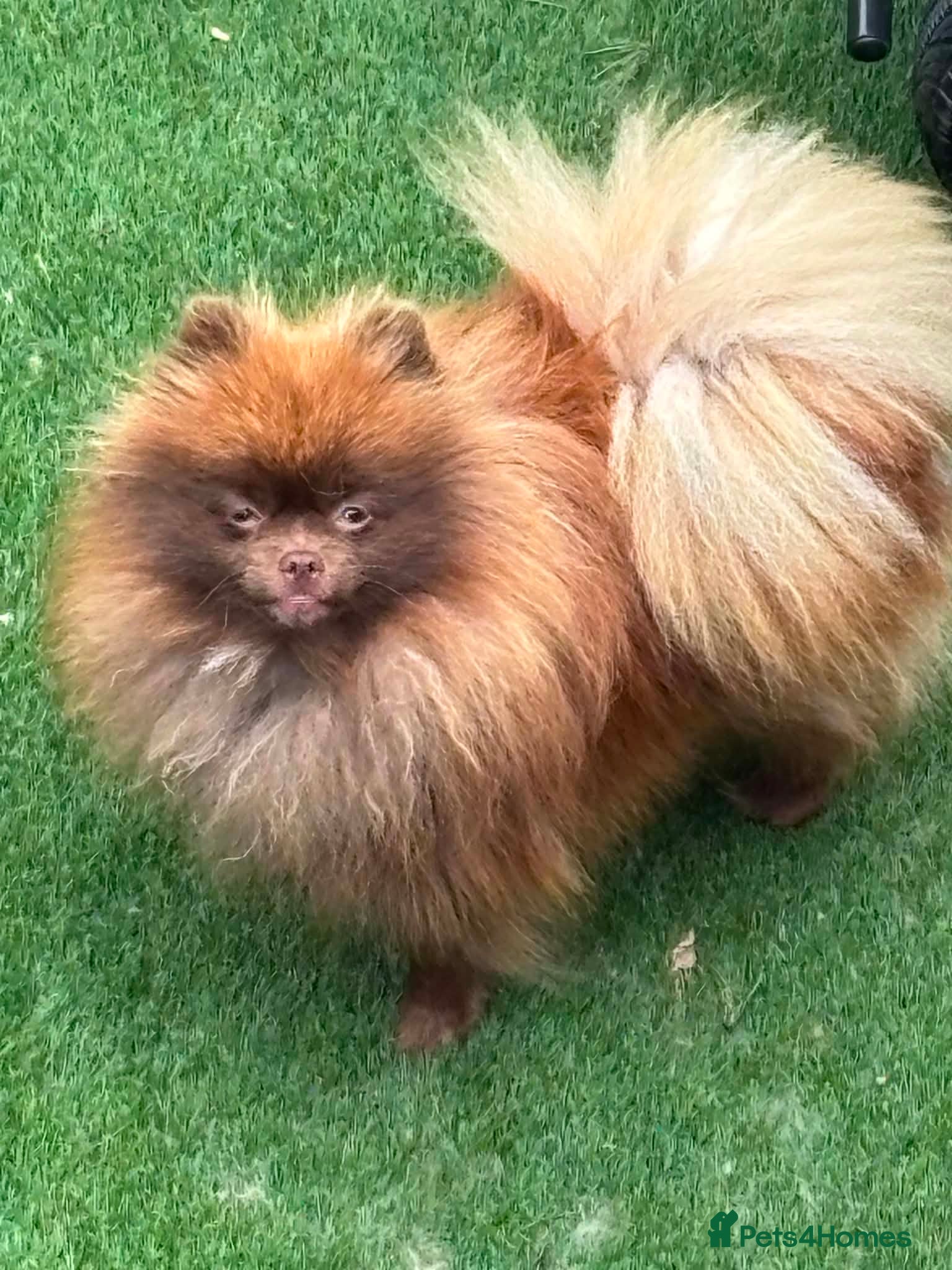 Pomeranian dogs Xs russianxpolish teddy bear Pomeranian  - Advert 2