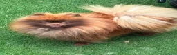Pomeranian dogs for sale:  **  russianxpolish teddy bear Pomeranian  in Manchester - Advert 2