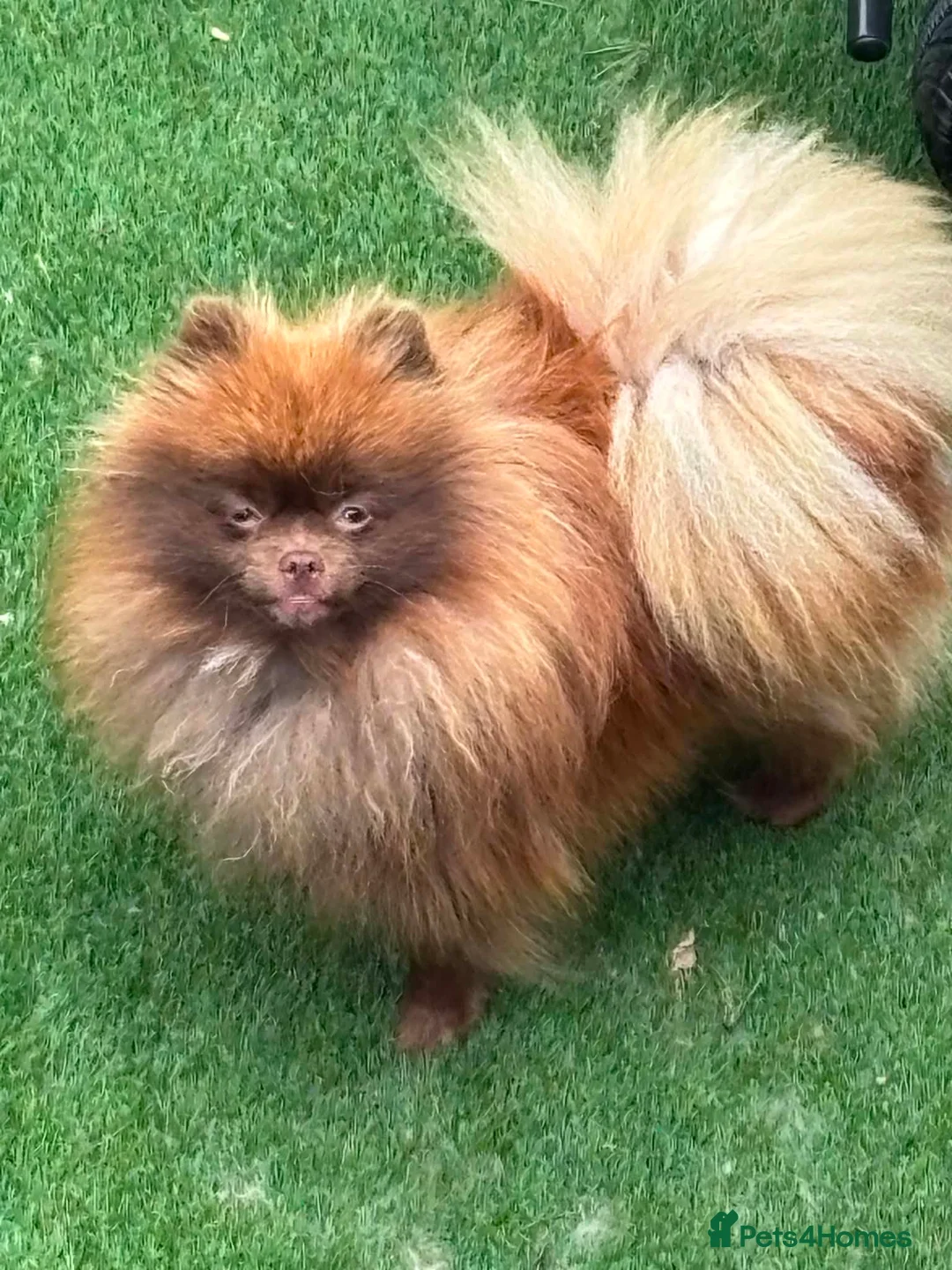Pomeranian dogs for sale:  **  russianxpolish teddy bear Pomeranian  in Manchester - Advert 2