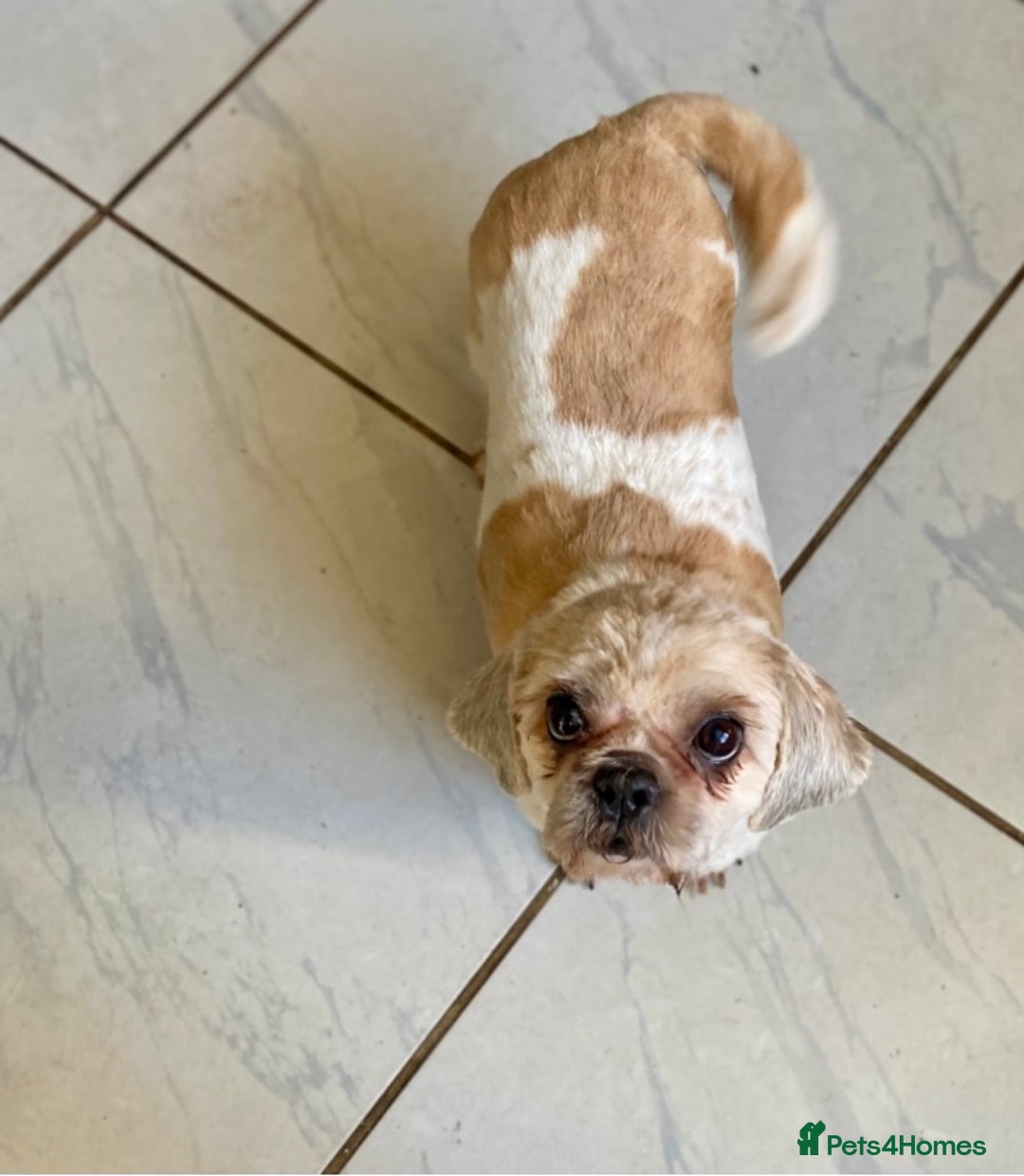 Shihpoo dogs for sale: ADORABLE SHIPOO PUPPIES - Advert 2