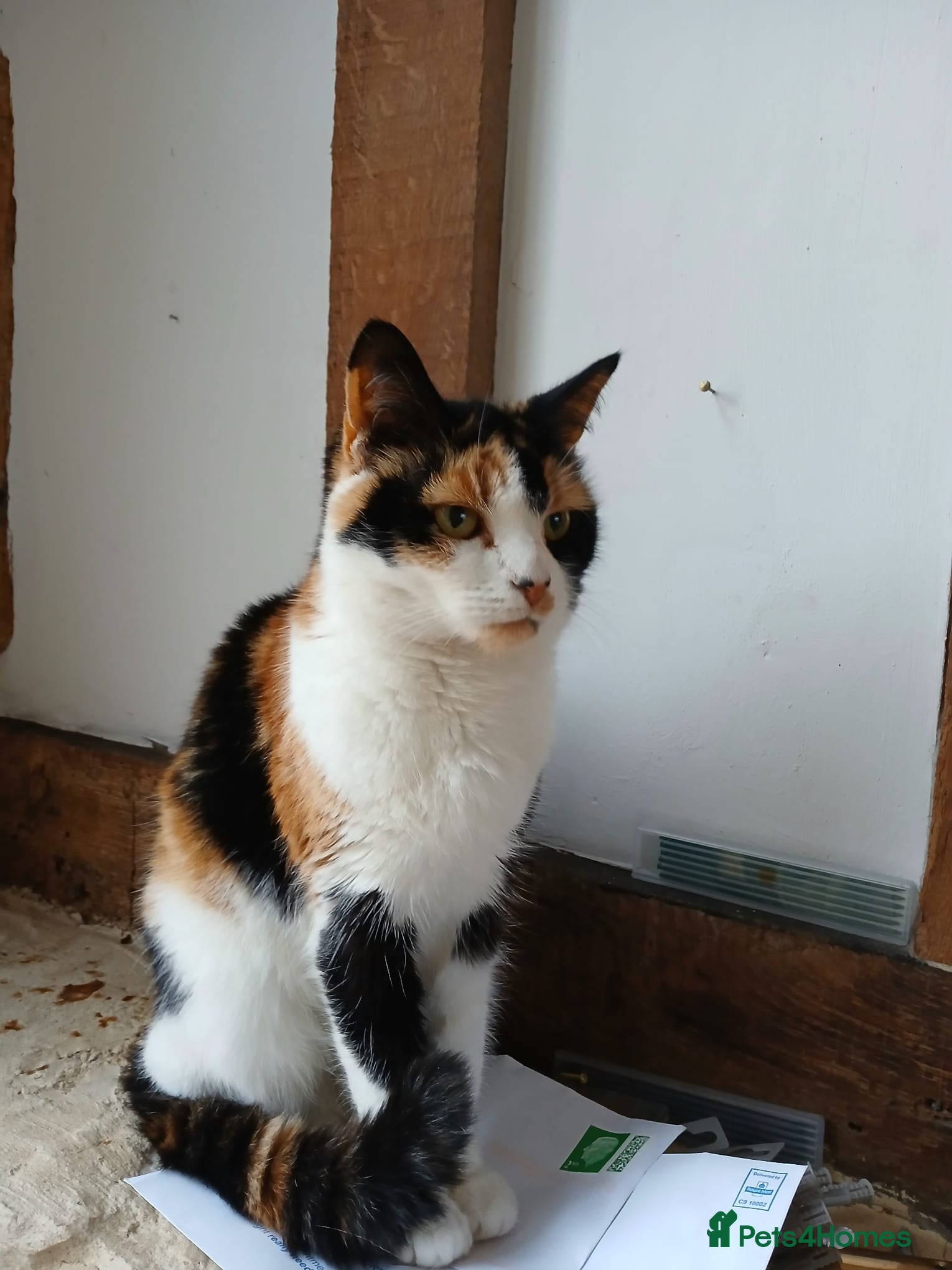 Mixed Breed cats Cat for sale - Advert 8