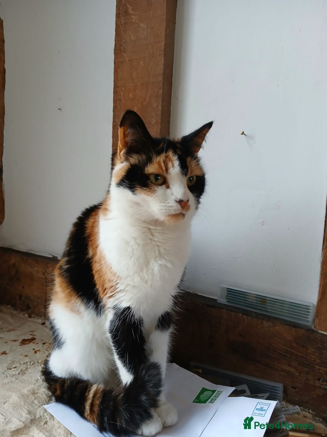 Mixed Breed cats for sale: Cat for sale - Advert 1