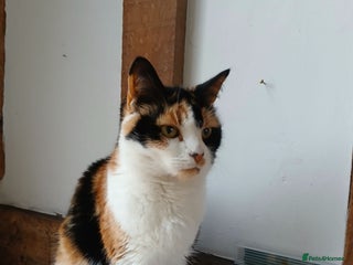 Mixed Breed cats Cat for sale - Advert 1