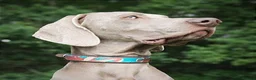 Weimaraner dogs for stud: 🌟Superb🌟Proven🌟Hip Scored🌟KC in Woodbridge - Advert 5
