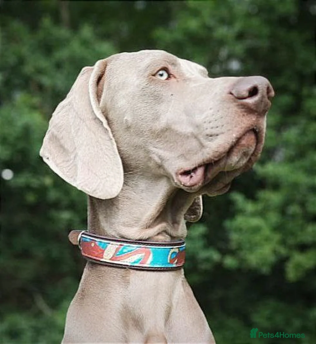 Weimaraner dogs for stud: 🌟Superb🌟Proven🌟Hip Scored🌟KC in Woodbridge - Advert 5