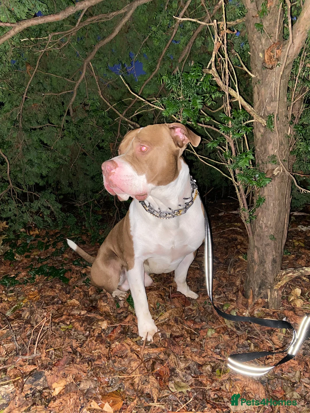 American Bully dogs for stud: American Bully STUD in Northampton - Advert 6