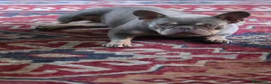 French Bulldog 1