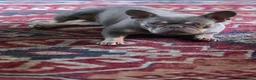 French Bulldog dogs for sale: French Bulldog - Advert 3