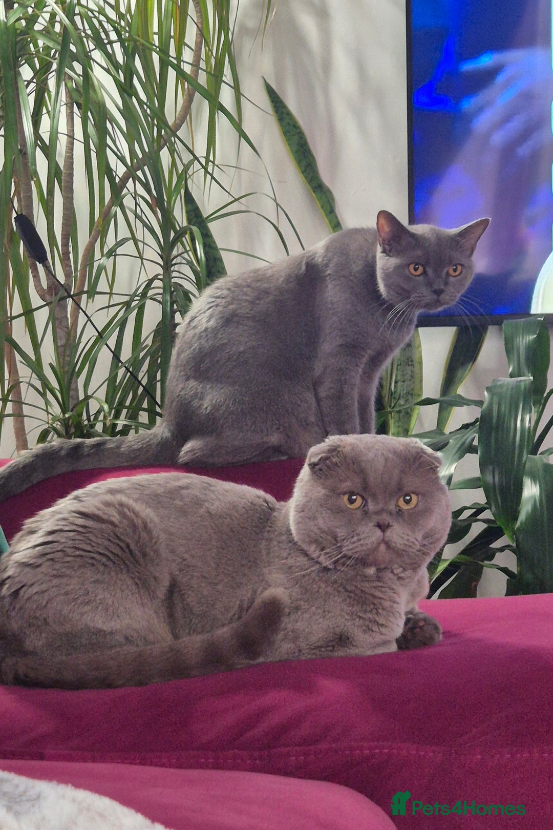 Scottish Fold cats for sale: Scottish fold/straight, lilac and grey colour  - Advert 10